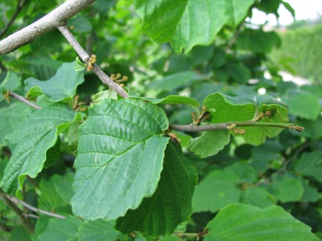 Hamamelis Blätter bio